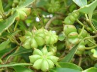 八角提取物（莽草酸）