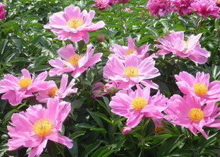 芍药苷